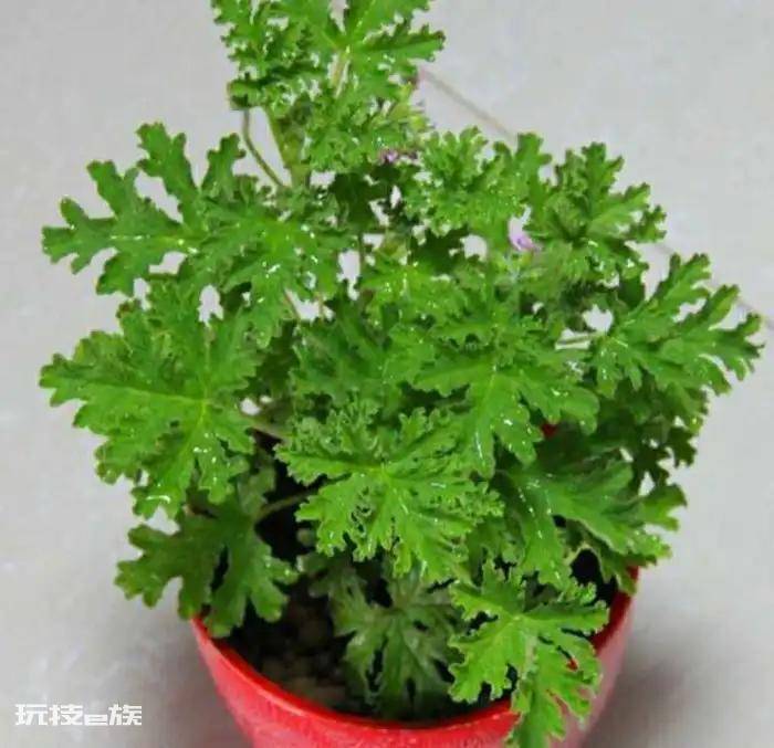 驱蚊树哪种比较好用(十种驱蚊且好养的植物品种)-图片1